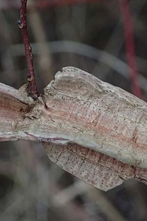 Ulmus minor \ Feld-Ulme / Small-Leaved Elm, D Br&uuml;hl bei/near Mannheim 1.2.2026