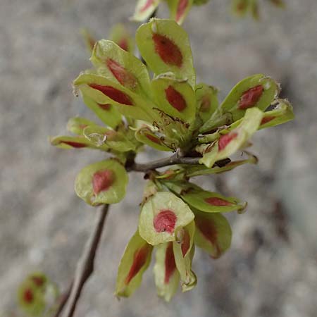 Ulmus minor \ Feld-Ulme / Small-Leaved Elm, D Mannheim 31.3.2026