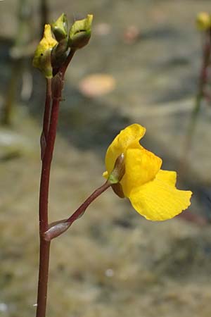 Utricularia neglecta \ Verkannter Wasserschlauch / Bladderwort, D Römerberg 29.6.2024