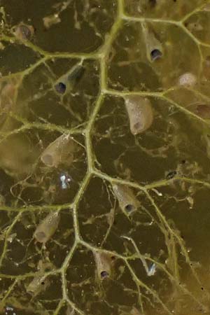 Utricularia neglecta \ Verkannter Wasserschlauch / Bladderwort, D Römerberg 29.6.2024