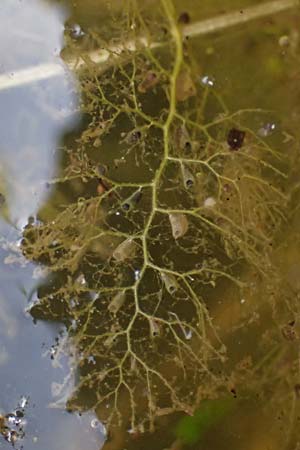 Utricularia neglecta \ Verkannter Wasserschlauch / Bladderwort, D Römerberg 29.6.2024