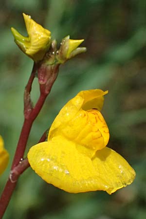 Utricularia neglecta \ Verkannter Wasserschlauch / Bladderwort, D Römerberg 29.6.2024