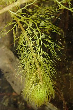 Utricularia neglecta \ Verkannter Wasserschlauch / Bladderwort, D Römerberg 29.6.2024