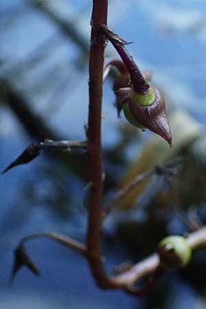 Utricularia vulgaris \ Echter Wasserschlauch / Bladderwort, D Iffeldorf 14.8.2024