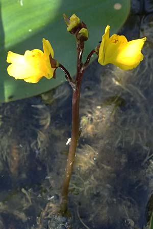Utricularia vulgaris \ Echter Wasserschlauch / Bladderwort, D Karlsruhe 25.7.2025