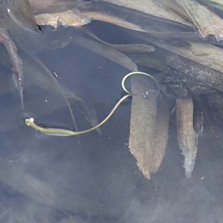 Vallisneria spiralis \ Wasserschraube / Tape Grass, D Viernheim 26.9.2016