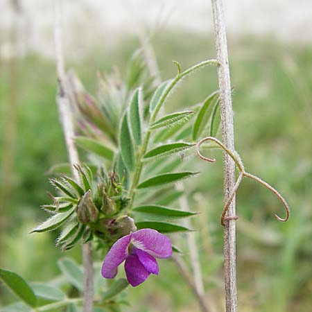 Vicia segetalis \ Korn-Wicke, Getreide-Wicke / Narrow-Leaved Common Vetch, D Langgöns 25.4.2015