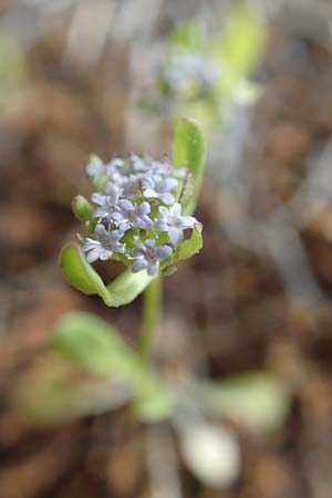 Valerianella locusta \ Feld-Salat / Corn Salad, D Jugenheim an der Bergstraße 22.4.2016