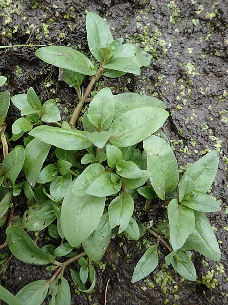 Veronica anagallis-aquatica \ Blauer Gauchheil-Ehrenpreis, Blauer Wasser-Ehrenpreis / Blue Water Speedwell, D Bürstadt 30.9.2016