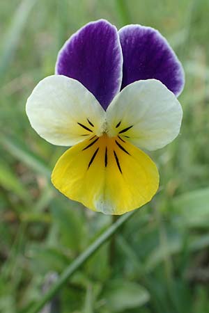 Viola arvensis \ Acker-Stiefmtterchen / Field Pansy, D Viernheim 11.4.2018