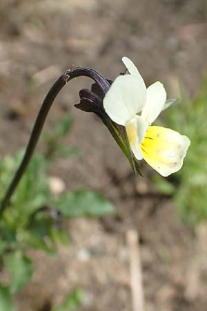 Viola arvensis \ Acker-Stiefmtterchen / Field Pansy, D Heusenstamm 16.4.2018