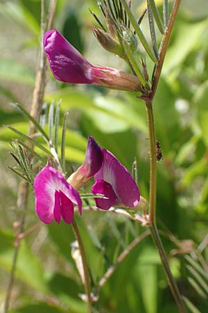 Vicia angustifolia \ Schmalblttrige Futter-Wicke / Narrow-Leaved Vetch, D Heusenstamm 7.5.2018