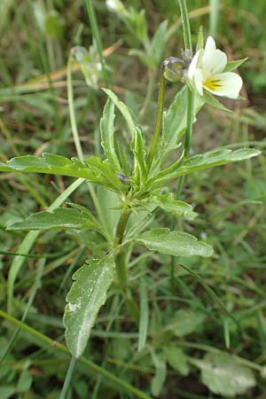 Viola arvensis subsp. megalantha \ Grobltiges Acker-Stiefmtterchen / Field Pansy, D Ottorfszell 13.5.2018