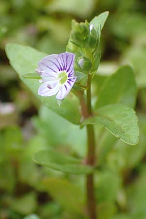 Veronica anagallis-aquatica \ Blauer Gauchheil-Ehrenpreis, Blauer Wasser-Ehrenpreis / Blue Water Speedwell, D Köln-Zündorf 23.5.2018