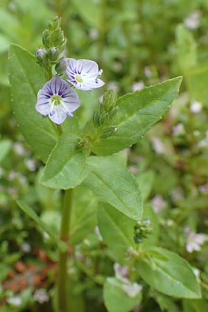 Veronica anagallis-aquatica \ Blauer Gauchheil-Ehrenpreis, Blauer Wasser-Ehrenpreis / Blue Water Speedwell, D Köln-Zündorf 23.5.2018