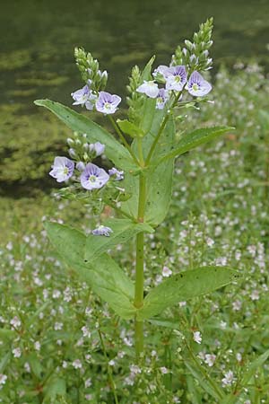 Veronica anagallis-aquatica \ Blauer Gauchheil-Ehrenpreis, Blauer Wasser-Ehrenpreis / Blue Water Speedwell, D Köln-Zündorf 23.5.2018