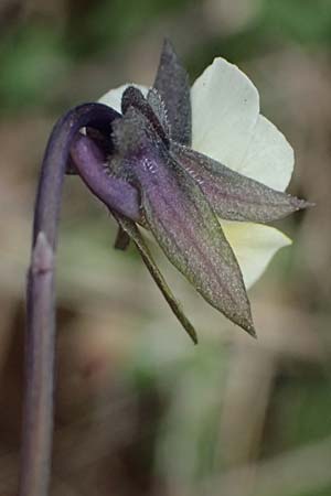 Viola arvensis \ Acker-Stiefm�tterchen / Field Pansy, D Mannheim 3.4.2026