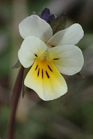 Viola arvensis \ Acker-Stiefm�tterchen / Field Pansy, D Mannheim 3.4.2026