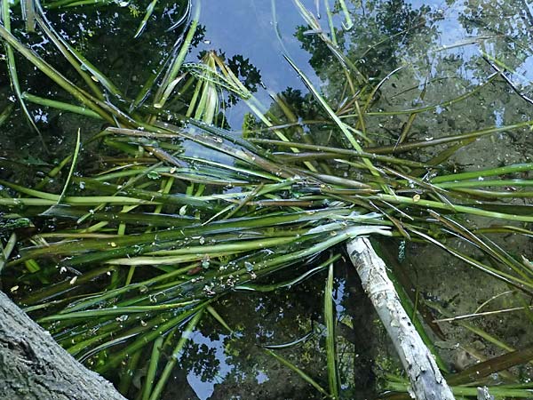 Vallisneria spiralis \ Wasserschraube / Tape Grass, D Frankfurt 1.6.2026