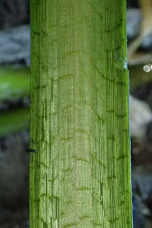 Vallisneria spiralis \ Wasserschraube / Tape Grass, D Frankfurt 1.6.2026