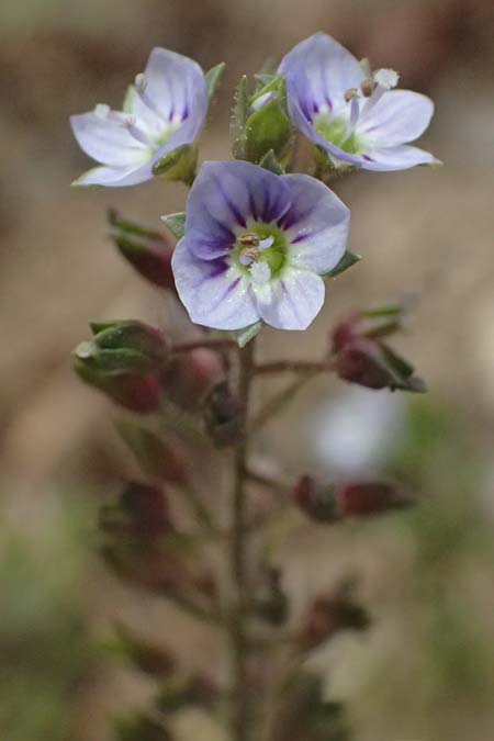 Veronica anagallis-aquatica \ Blauer Gauchheil-Ehrenpreis, Blauer Wasser-Ehrenpreis / Blue Water Speedwell, D Mannheim 6.6.2026