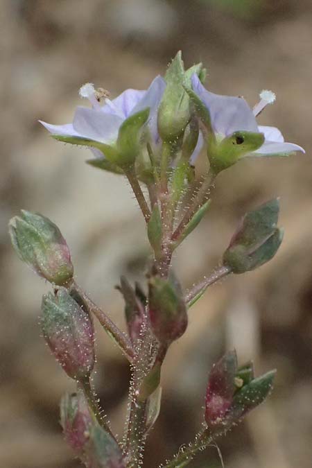 Veronica anagallis-aquatica \ Blauer Gauchheil-Ehrenpreis, Blauer Wasser-Ehrenpreis / Blue Water Speedwell, D Mannheim 6.6.2026