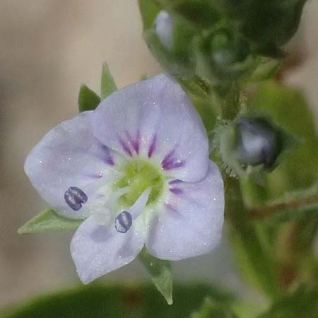 Veronica anagallis-aquatica \ Blauer Gauchheil-Ehrenpreis, Blauer Wasser-Ehrenpreis / Blue Water Speedwell, D Mannheim 6.6.2026
