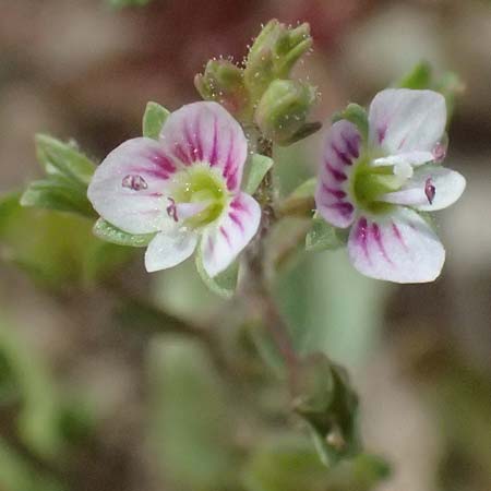 Veronica anagallis-aquatica \ Blauer Gauchheil-Ehrenpreis, Blauer Wasser-Ehrenpreis / Blue Water Speedwell, D Mannheim 6.6.2026