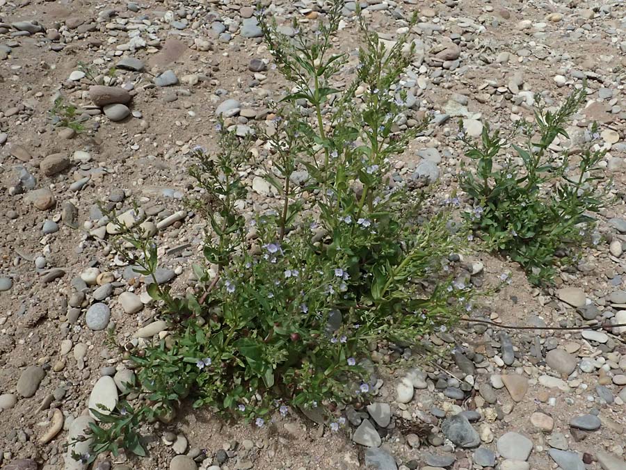 Veronica anagallis-aquatica \ Blauer Gauchheil-Ehrenpreis, Blauer Wasser-Ehrenpreis / Blue Water Speedwell, D Mannheim 6.6.2026