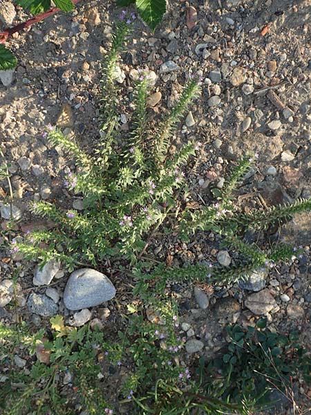 Verbena bracteata \ Tragblatt-Eisenkraut / Bracted Vervain, D Mannheim 9.9.2015