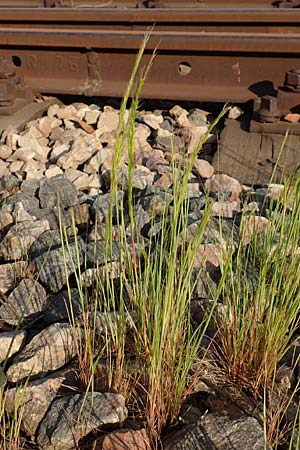 Festuca bromoides \ Trespen-FederschwingelSchwingel / Brome Fescue, D Mannheim 9.5.2016