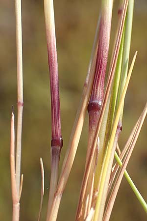 Festuca bromoides \ Trespen-FederschwingelSchwingel / Brome Fescue, D Mannheim 9.5.2016