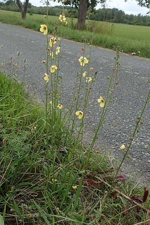 Verbascum blattaria \ Schabenkraut-Knigskerze, Schaben-Knigskerze / Moth Mullein, D Groß-Gerau 15.7.2017