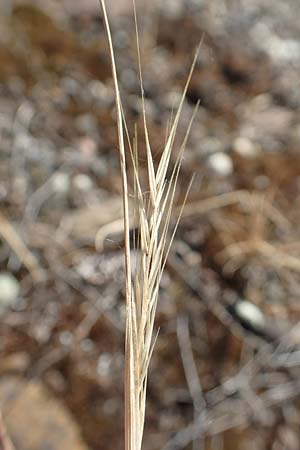 Festuca bromoides \ Trespen-FederschwingelSchwingel / Brome Fescue, D Kehl 18.6.2019