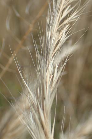 Festuca bromoides \ Trespen-FederschwingelSchwingel / Brome Fescue, D Kehl 18.6.2019