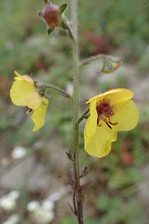 Verbascum blattaria \ Schabenkraut-Knigskerze, Schaben-Knigskerze / Moth Mullein, D Mannheim,  Friesenheimer Insel 11.10.2019