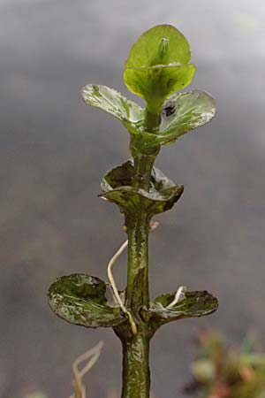 Veronica beccabunga \ Bachbunge / Brooklime, D Karlsruhe 25.10.2025