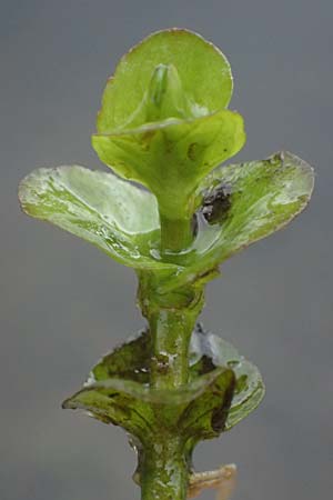 Veronica beccabunga \ Bachbunge / Brooklime, D Karlsruhe 25.10.2025