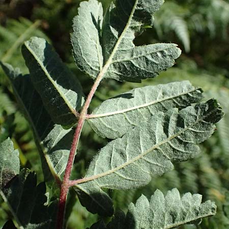 Sorbus aucuparia \ Vogelbeere, Eberesche / Rowan, D Schwarzwald/Black-Forest, Hornisgrinde 28.7.2026