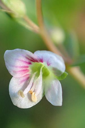 Veronica catenata \ Blasser Gauchheil-Ehrenpreis, Roter Wasser-Ehrenpreis / Pink Water Speedwell, D Groß-Gerau 21.9.2015