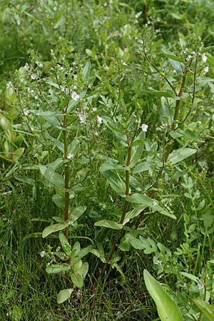 Veronica catenata \ Blasser Gauchheil-Ehrenpreis, Roter Wasser-Ehrenpreis / Pink Water Speedwell, D Groß-Gerau 15.7.2017