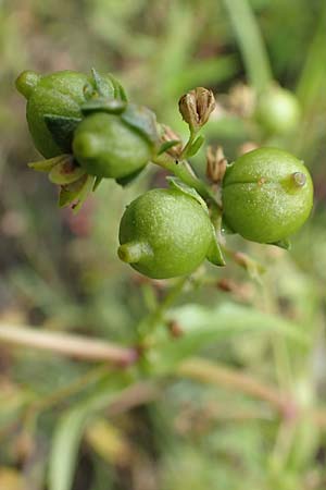 Veronica catenata \ Blasser Gauchheil-Ehrenpreis, Roter Wasser-Ehrenpreis / Pink Water Speedwell, D Groß-Gerau 15.7.2017