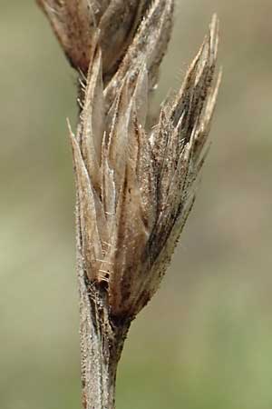 Dactylis glomerata \ Knuelgras / Cocksfoot Grass, Orchard Grass, D Zienken 22.7.2017