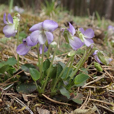Viola rupestris \ Sand-Veilchen / Teesdale Violet, D Schwetzingen 9.4.2018