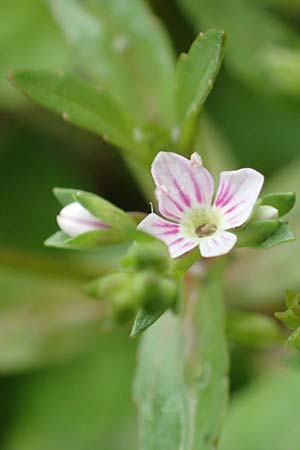 Veronica catenata \ Blasser Gauchheil-Ehrenpreis, Roter Wasser-Ehrenpreis / Pink Water Speedwell, D Köln-Zündorf 23.5.2018