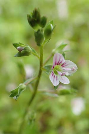 Veronica catenata \ Blasser Gauchheil-Ehrenpreis, Roter Wasser-Ehrenpreis / Pink Water Speedwell, D Köln-Zündorf 23.5.2018