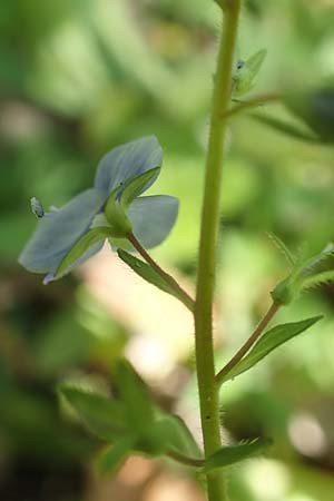 Veronica chamaedrys \ Gamander-Ehrenpreis / Germander Speedwell, D Waghäusel-Wiesental 15.4.2020