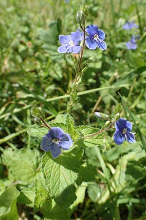 Veronica chamaedrys \ Gamander-Ehrenpreis / Germander Speedwell, D Westerwald, Hasselbach 8.6.2020