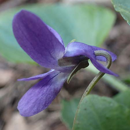 Viola collina \ Hgel-Veilchen / Hill Violet, D Königheim 3.5.2021