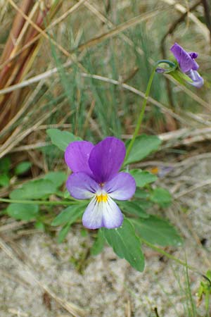 Viola tricolor subsp. ammotropha \ Dnen-Stiefmtterchen / Seaside Pansy, Sand Pansy, D Wendtorf 18.9.2021